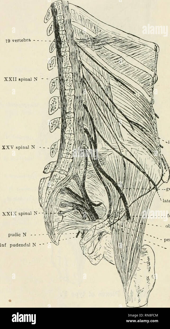 . Anatomischer Anzeiger. Anatomy, Comparative; Anatomy, Comparative. 226 a more proximal or a more distal origin, according to the position of the roots of origin of the main nerves of the limb. 3. The Dorsal Border Nerves. The lateral branches of several of the dorsal divisions of the lower thoracic and lumbar spinal nerves become cutaneous over the posterior surface of the buttock. The most distal spinal nerve to 19 vertebra XXII spinal N. iliohypogastric N .inguinal N genitocrural N lateral cut N .. femoral N obturator N peroneal N - tibial N Fig. 8. Plexus of type G. furnish such cutaneous Stock Photo