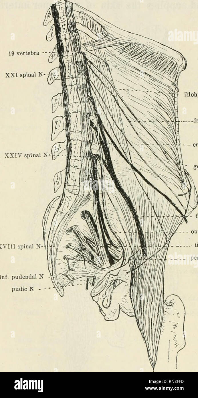 . Anatomischer Anzeiger. Anatomy, Comparative; Anatomy, Comparative. 222 19 vertebra XXI spinal N iliohypogastric N guinal N genital N fig. 2, the XIX spinal (11. thoracic) nerve is the most distal nerve supplying the rectus muscle. The iliac and hypogastric nerves arise from the XX spinal nerve; the inguinal from the XX and XXI spinal nerves by separate branches; the crural and genital nerves from the XXI; the lateral cutaneous nerve arises from the XXI, XXII and XXIII spinal nerves. In type B (table 3 and fig. 3) the XX spinal nerve in 60&quot;/o of the cases and the XIX spinal nerve in 40 V Stock Photo