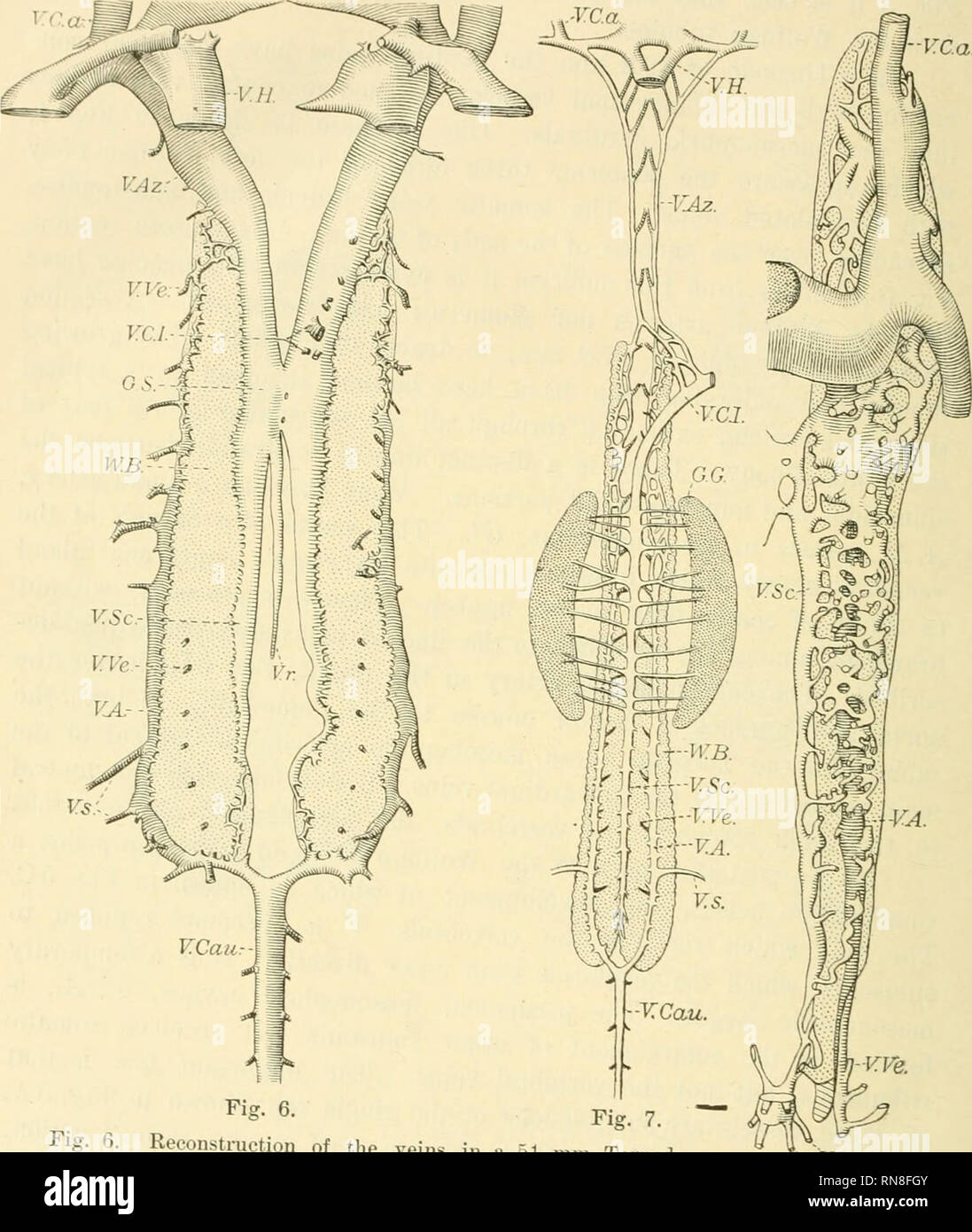 Anatomischer Anzeiger Anatomy Comparative Anatomy Comparative 268 In The Earlier Stage The Vertebrals Empty Into The Sinusoidal Net The Subcardinals Have Fused For A Short Distance And Receive A Median Fig