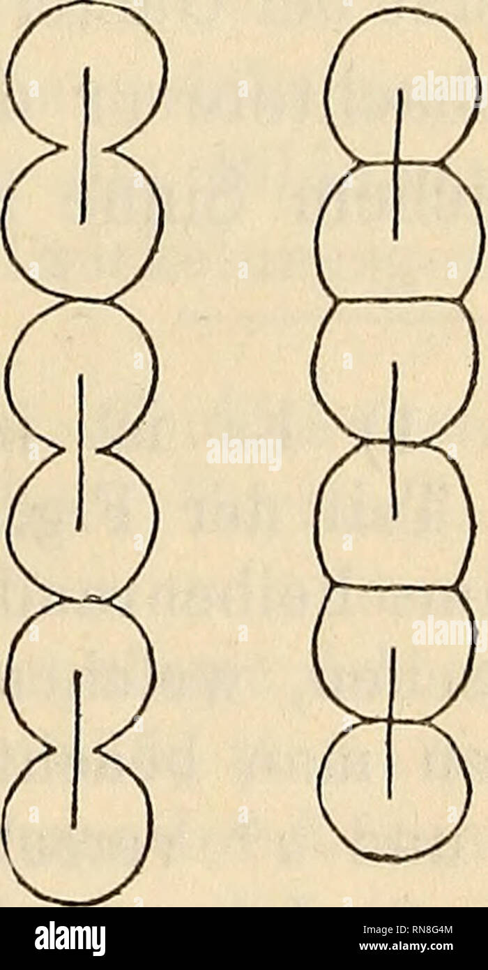 . Anatomischer Anzeiger. Anatomy, Comparative. 357 tracht kommenden
