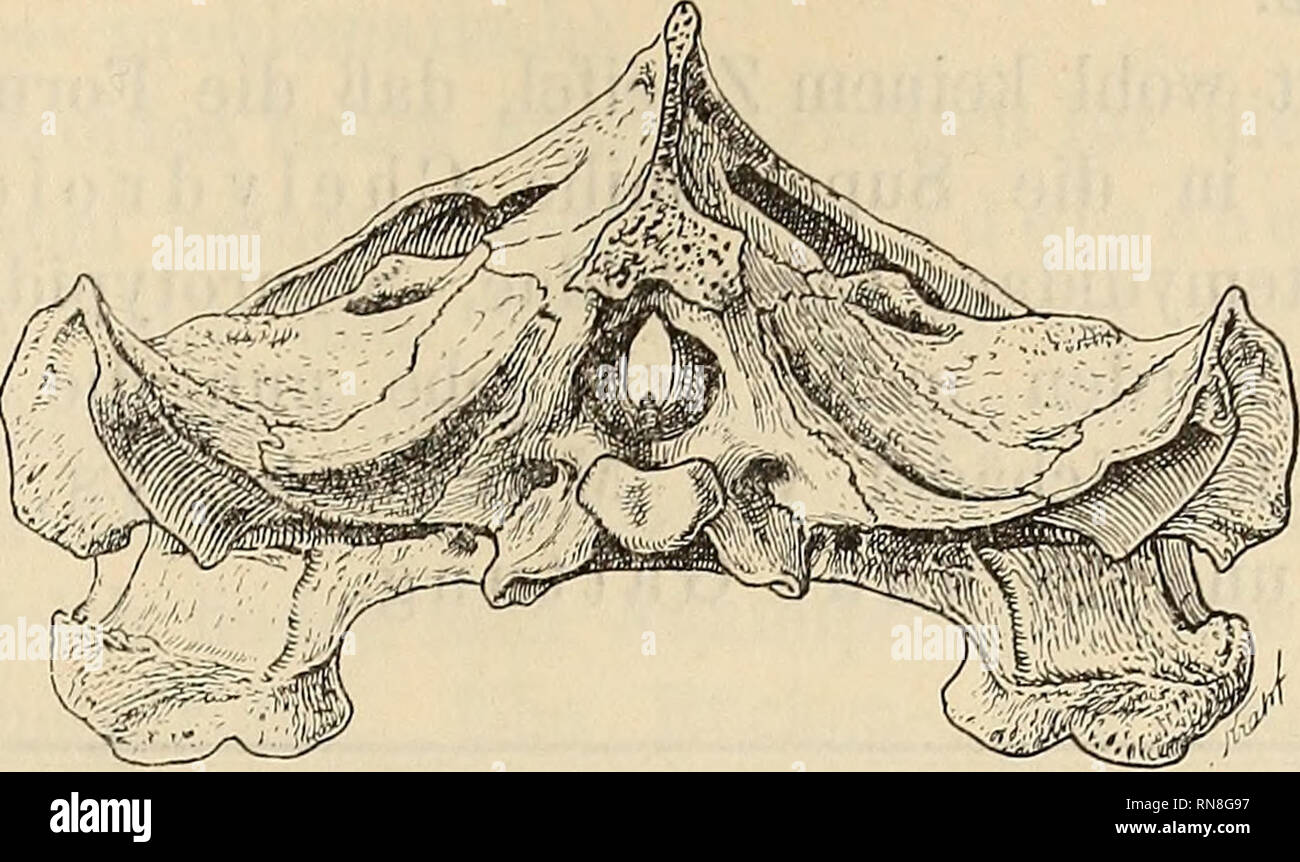 . Anatomischer Anzeiger. Anatomy, Comparative. 317 Pig. 4.. Fig. 4