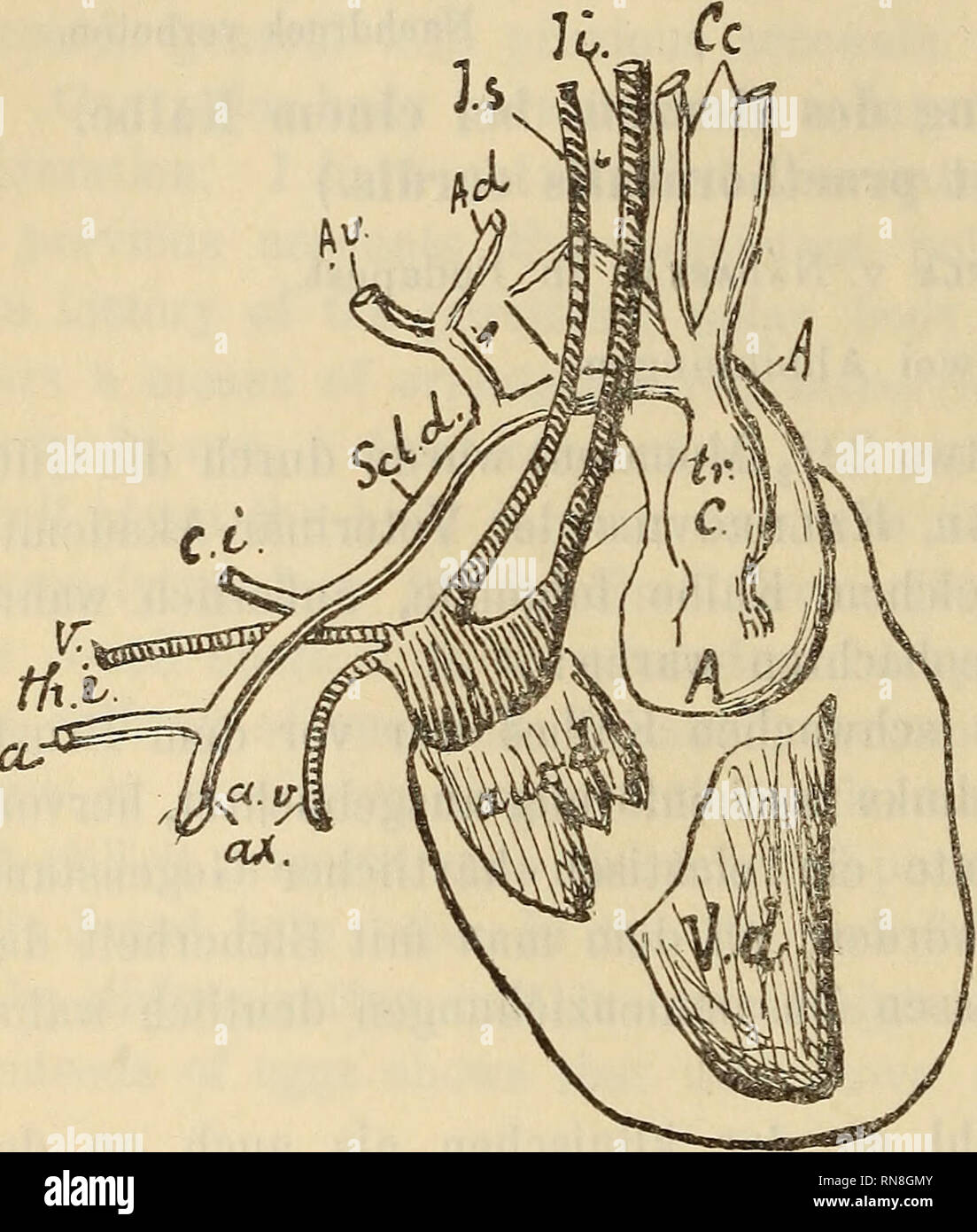 . Anatomischer Anzeiger. Anatomy, Comparative. 270 Der Brustkorbeingang (Aditus ad thoracem) war an der unteren Wandung beinahe breiter als an der oberen, und zwar dadurch, daß das Sternum statt eines Processus manubrium sich in zwei stumpfe Teile löste, ein jeder das untere Ende der betr. ersten Rippe auf- nehmend; die Scalenimuskeln sind vorhanden, doch schwach ent- wickelt; im Uebrigen ist der Thorax ganz normal beschaffen.. Fig. 1. Herz und Gefäße von der rechten Seite. V. d. Ventric. cord, dexter, aur. d. Auricula c. dext. tr. c. Truncus carotic. A. Aorta. C. c. Caro- tides communes. Sei. Stock Photo