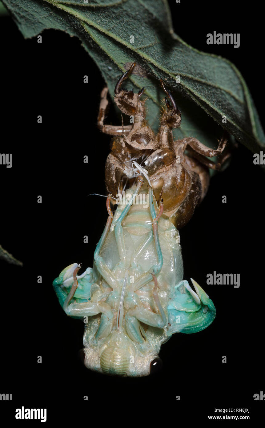 Cicada, Family Cicadidae, molting Stock Photo