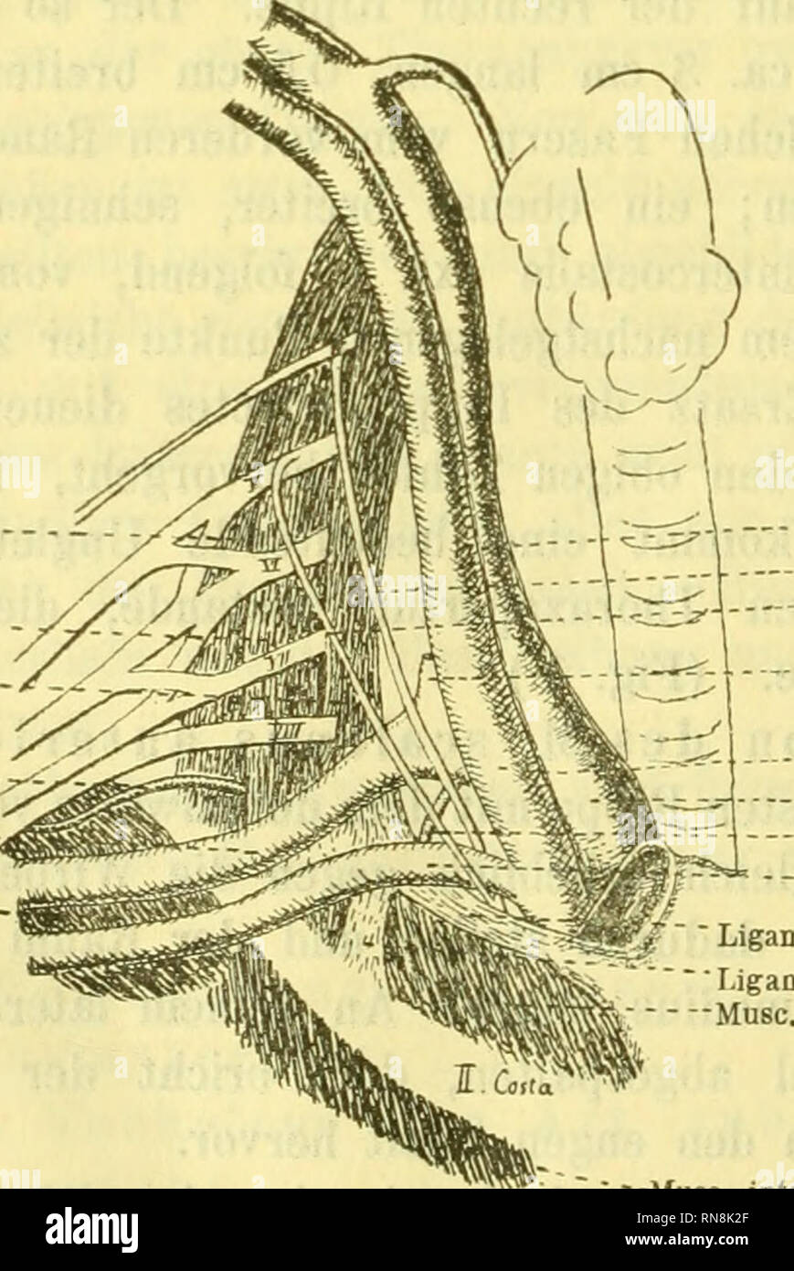 . Anatomischer Anzeiger. Anatomy, Comparative; Anatomy, Comparative. (jelenkhöhle für X die Clavicula Verknöcherter Knorpel /' der [. Rippe ,'Art. anonyma Art. carotis comm. Ligamentöser Teil der I. Rippe Art. mammar. int Y. Ligament zur II. Rippe -Art. subclavia ;:r-Musc. scalenus anterior &quot;Nervus cervicalis VIII. -Os costae der I. Rippe Querfortsatzl Körper Bogen [des I. Bnist- wirbeU Fig. 2. Mnsc. scalenus poster. Masc, scalenus medius Muse, scalenus anter. Art, transversa colli Art. subclavia Oberste Zacke des Muse, serratus anter.. Art. carotis comm. Nerv, phrenicus / .. Tmnc. thyreo Stock Photo