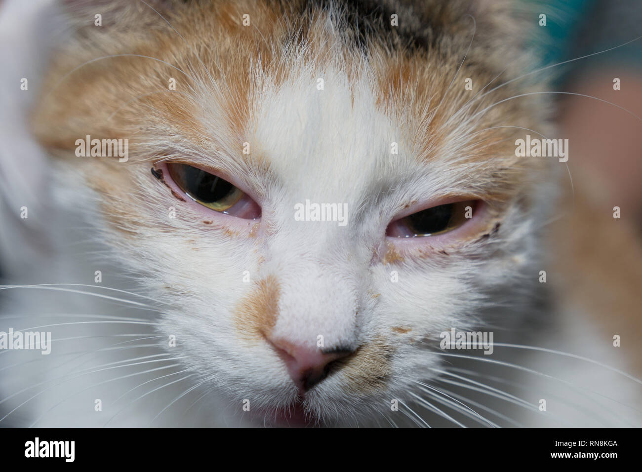 adult cat with herpesvirus infection and purulent conjunctivitis Stock Photo