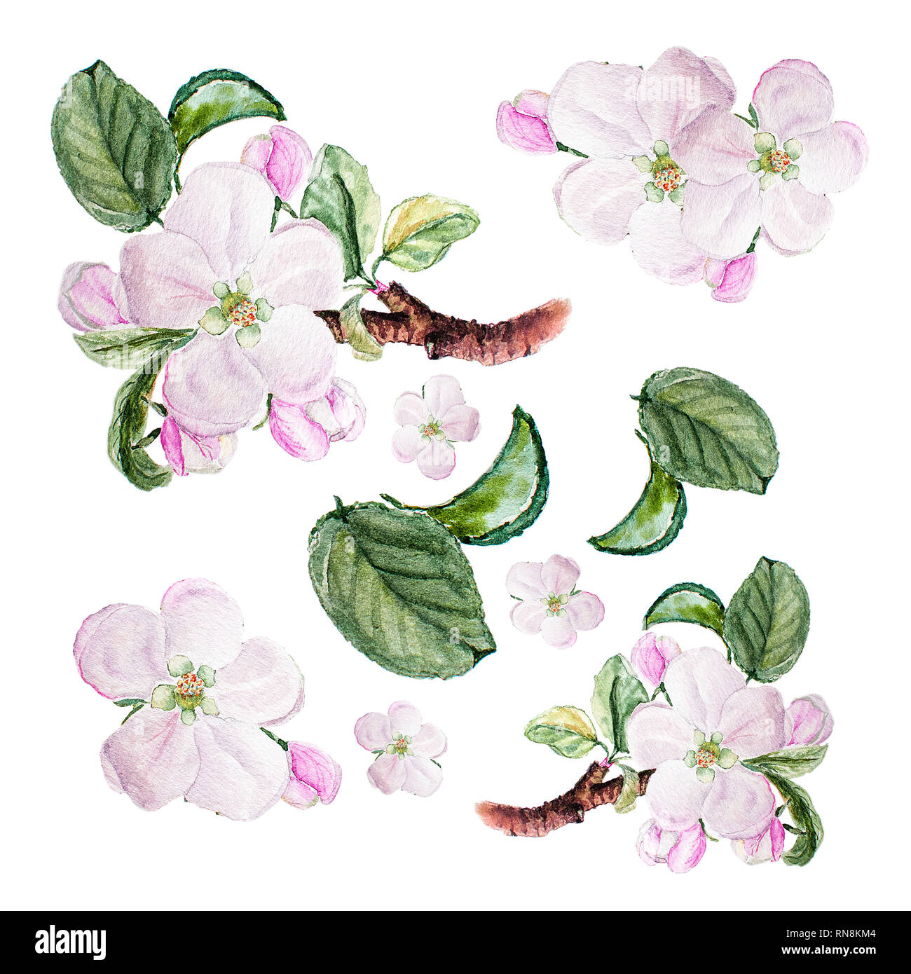 Botanical Watercolor Illustration Sketch Set Of Apple Blossom On White Background Could Be Used As Decoration For Web Design Cosmetics Design Packa Stock Photo Alamy