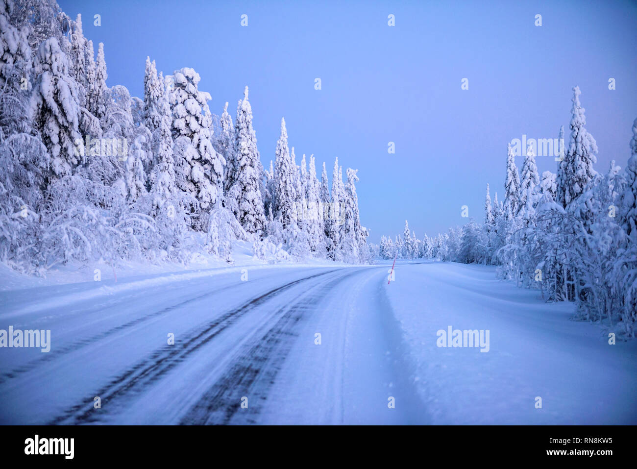Snow and ice covered trees in lapland , Finland Stock Photo Alamy