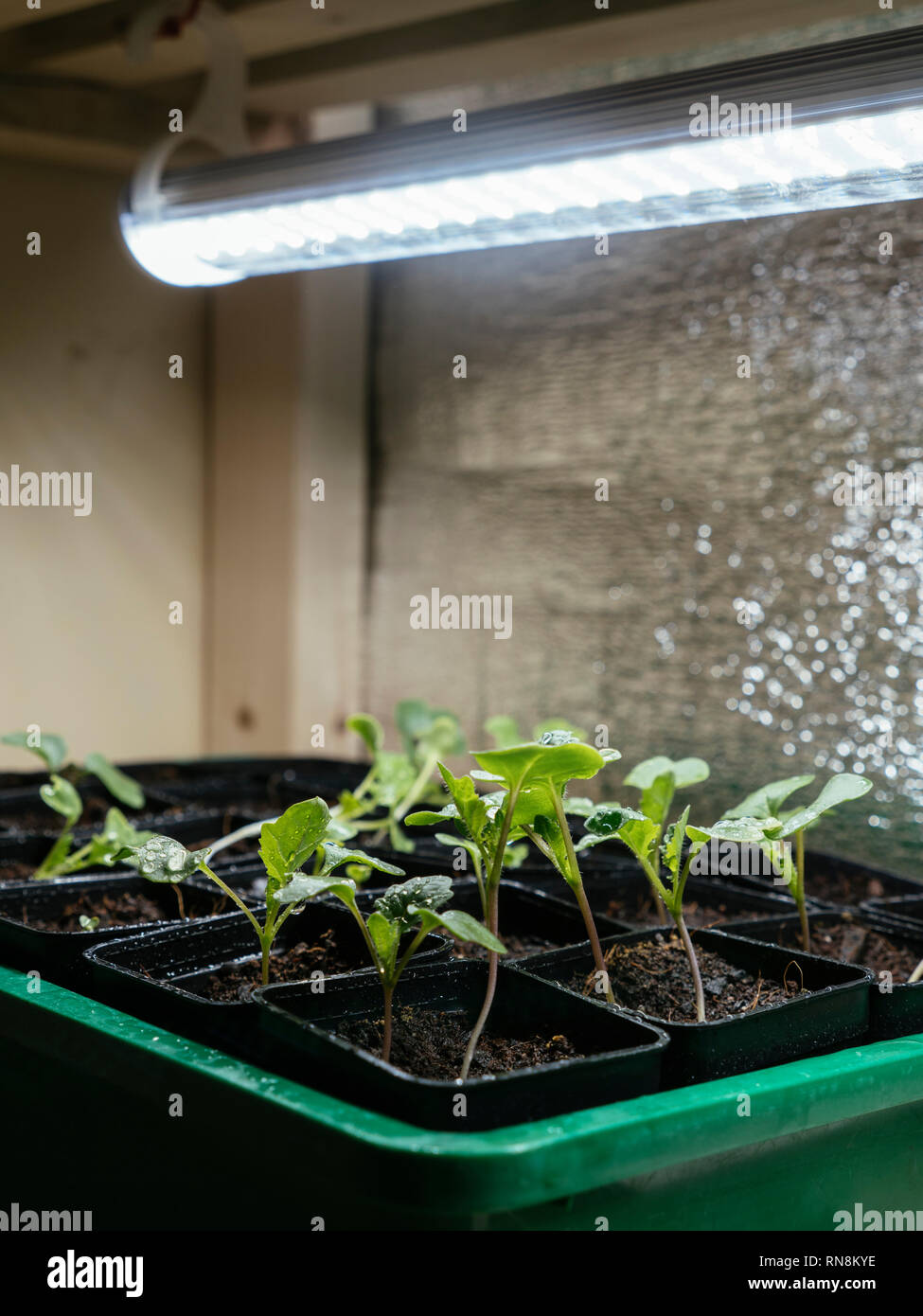 Bremer Scheerkohl and other brassica seedlings growing indoors under a grow light Stock Photo