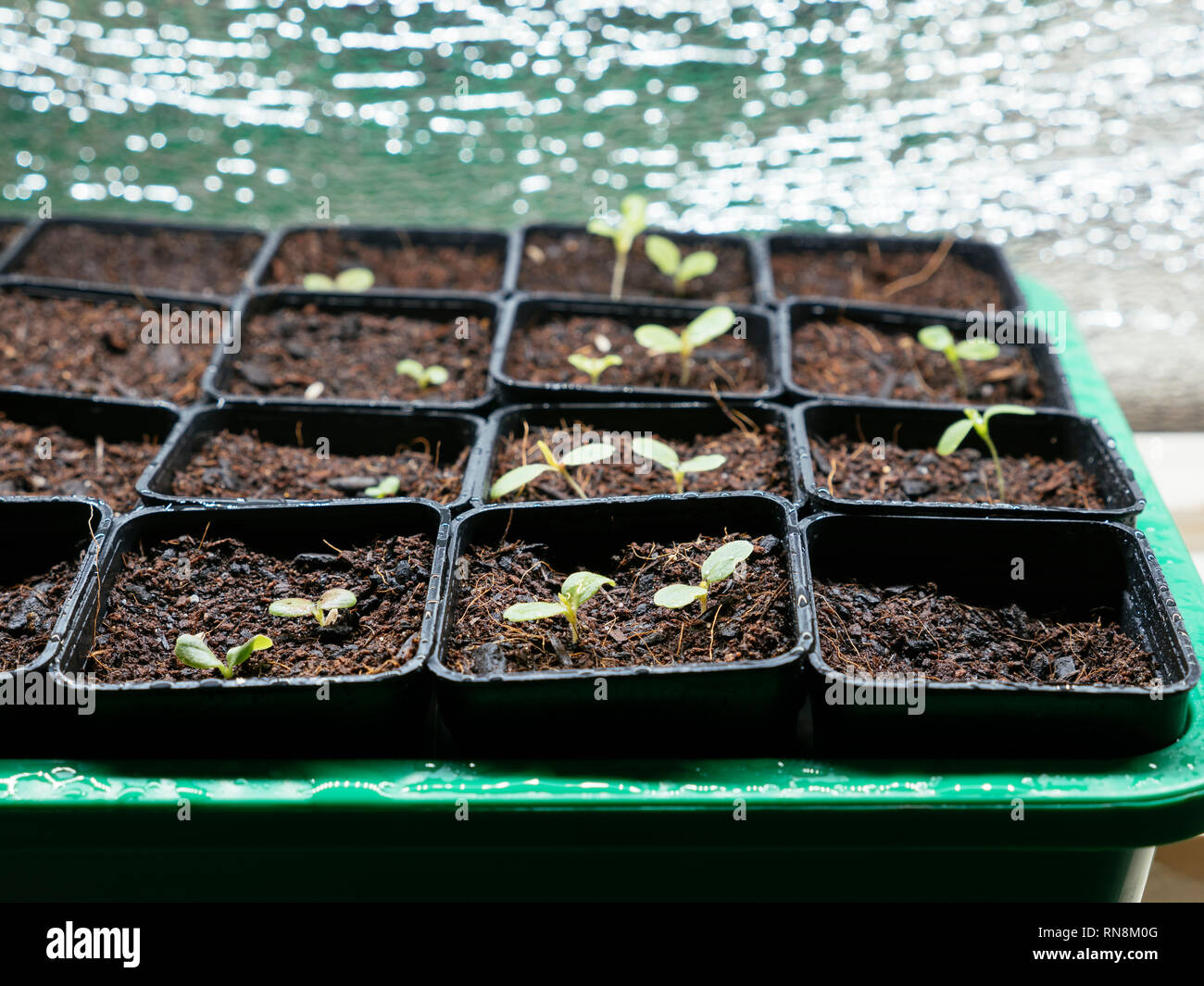 Lettuce seedlings growing indoors under a grow light Stock Photo