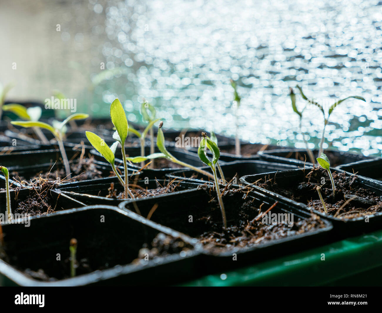 Tomato seedlings growing indoors under a grow light. Stock Photo