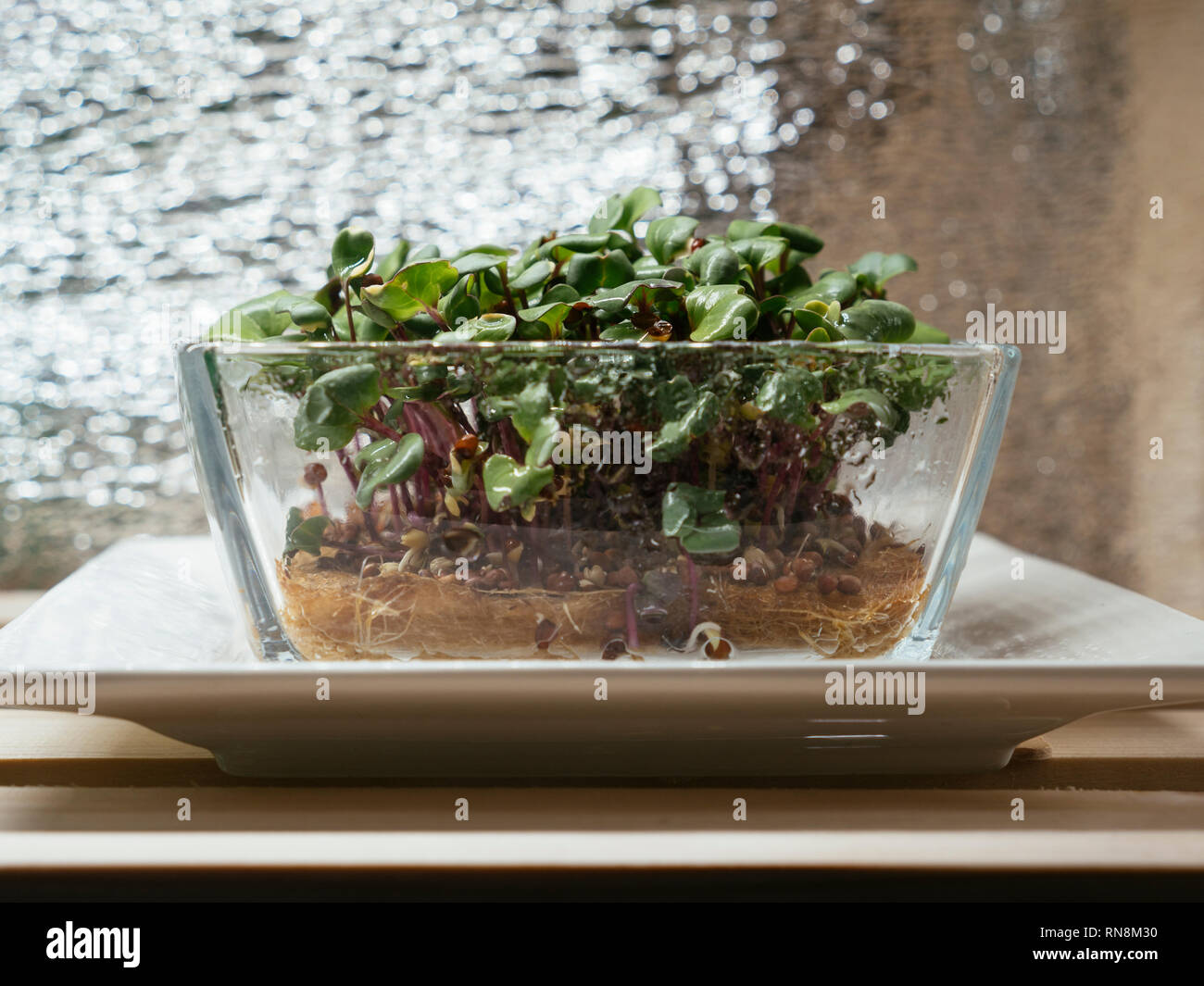 Radish china rose microgreens growing in a glass bowl under a grow light Stock Photo
