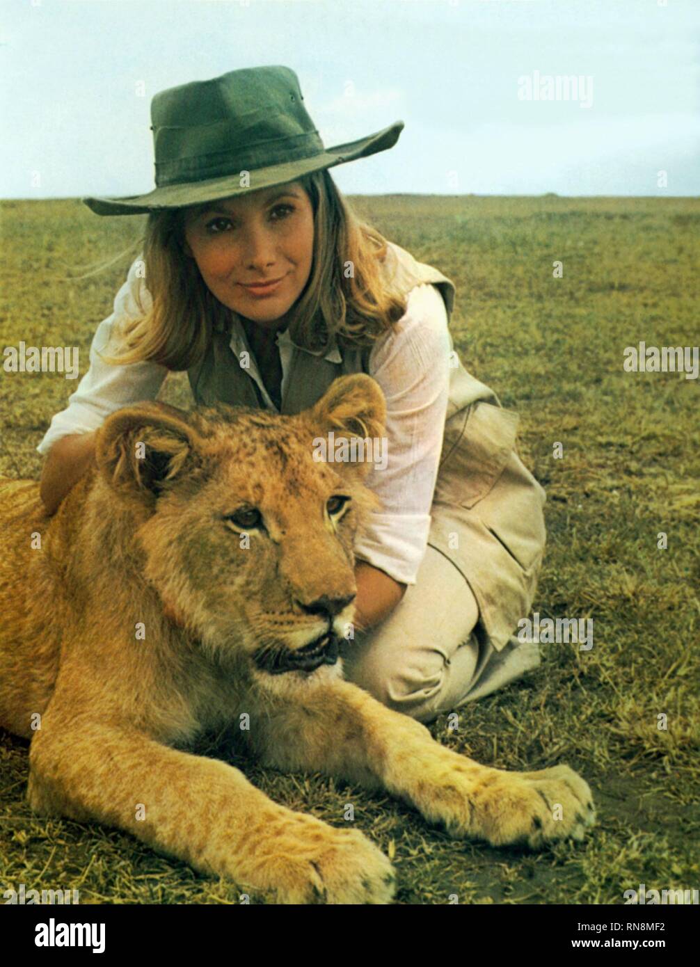 HAMPSHIRE,LION, LIVING FREE, 1972 Stock Photo