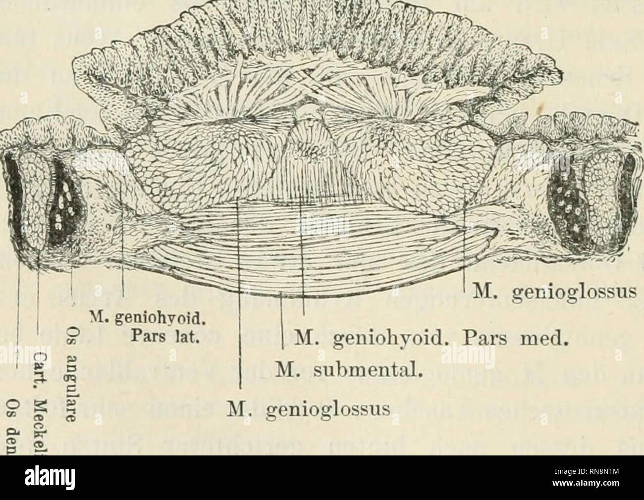 . Anatomischer Anzeiger. Anatomy, Comparative; Anatomy, Comparative. M