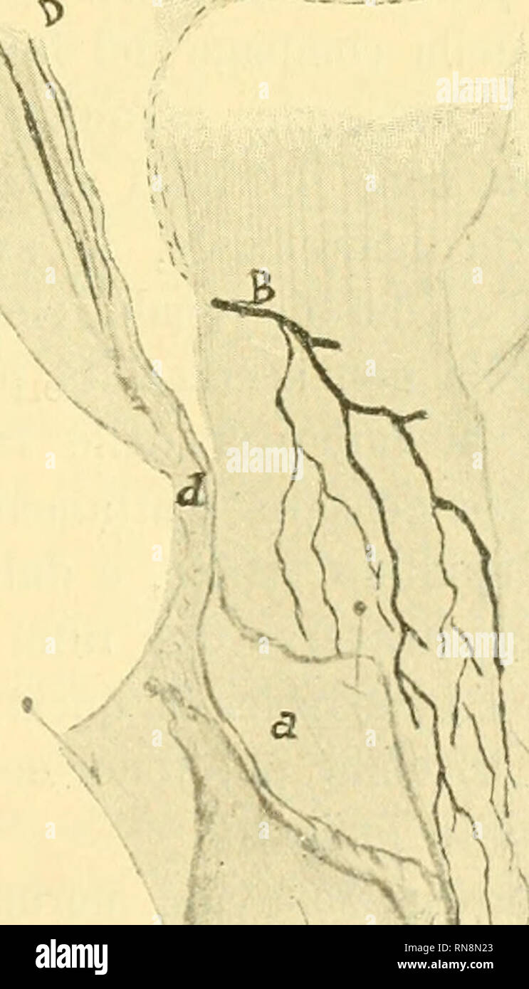 . Anatomischer Anzeiger. Anatomy, Comparative; Anatomy, Comparative. 593 mente isolate dai suoi vasi compresi anch'essi nell'asportazione, rimane a Stabilire la continuita tra i due capi residuali del cordone. Colla massa gelatinosa si ottiene una iniezione perfetta, tanto che appariscono nettissimi anchi i vasellini a fronda del testicolo destro che si e potuto mettere alio scoperto lacerando le teimi aderenze plastiche che univano, per la maggior parte della loro estensione, le due vaginali. Anche sul testicolo sinistro serpeggiano' numerosi ramu- scoli iiello spessore della densa Capsula ch Stock Photo