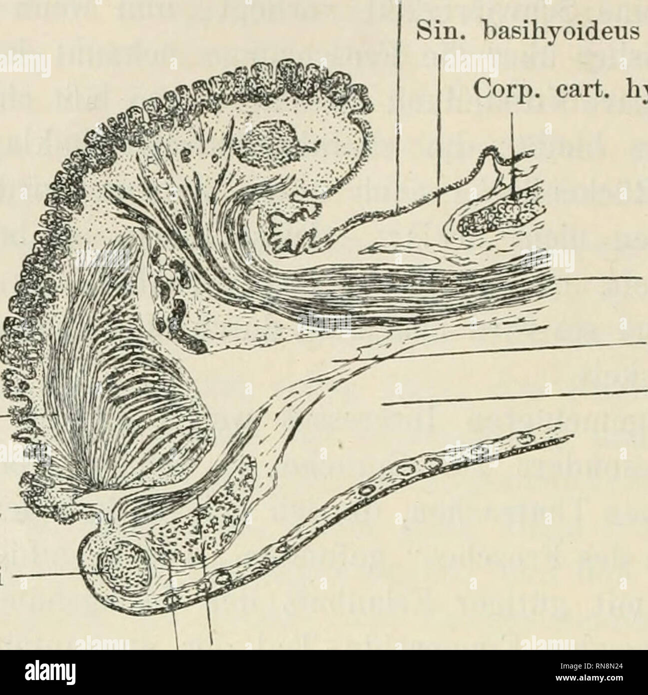 . Anatomischer Anzeiger. Anatomy, Comparative; Anatomy, Comparative