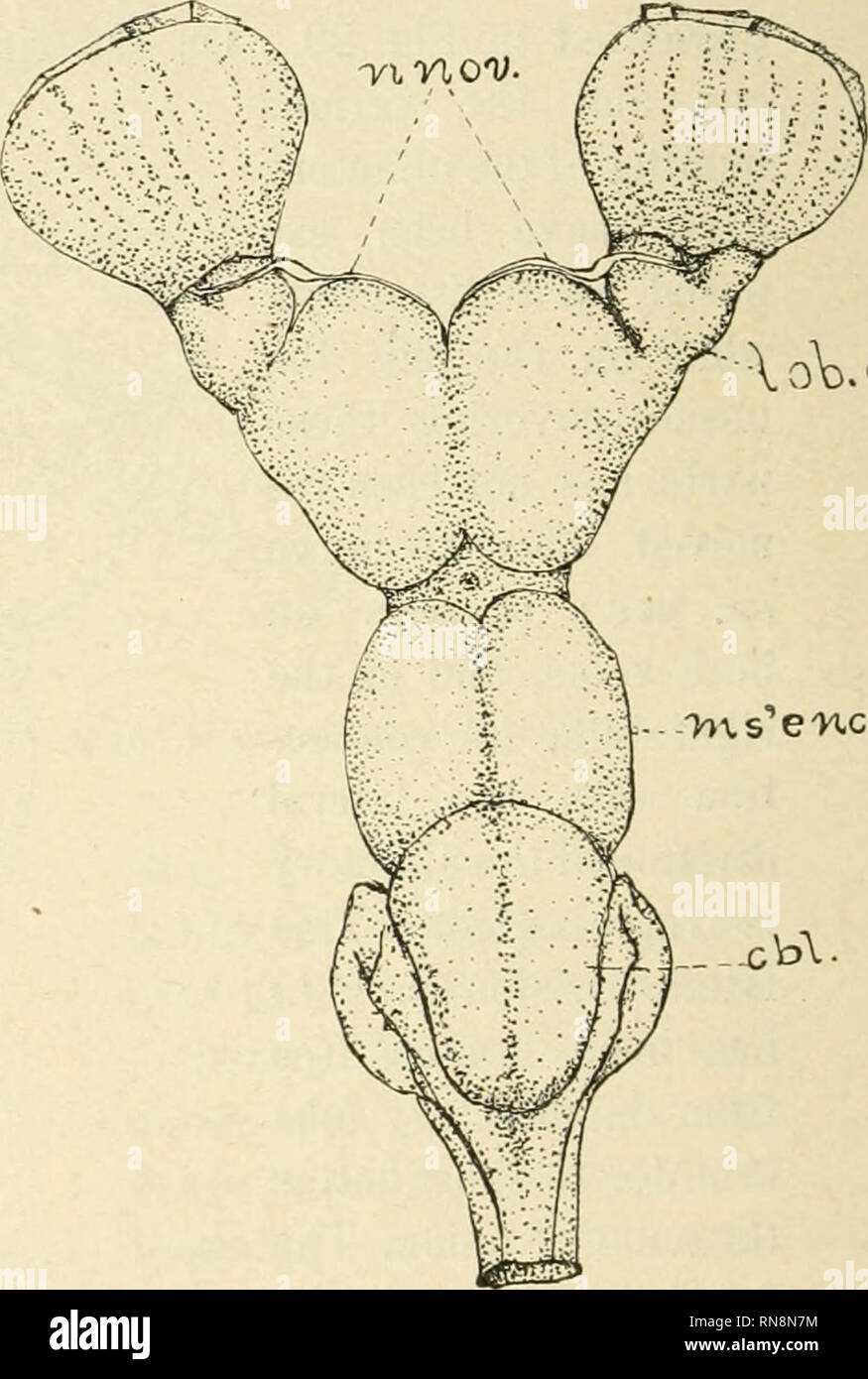 Anatomischer Anzeiger. Anatomy, Comparative; Anatomy, Comparative. oV o^.  -V)is''e'Hce- Fig. 30. Fig. 31. a Fig. 30. Brain of embryo of Squalus  acanthias 68 mm long. X about 10. Fig. 31. Dorsal