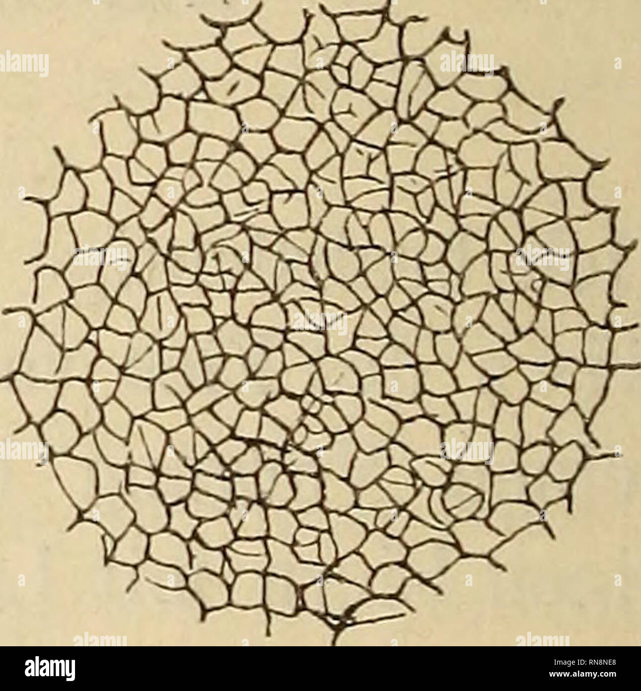 . Anatomischer Anzeiger. Anatomy, Comparative. Verfolgt man diese