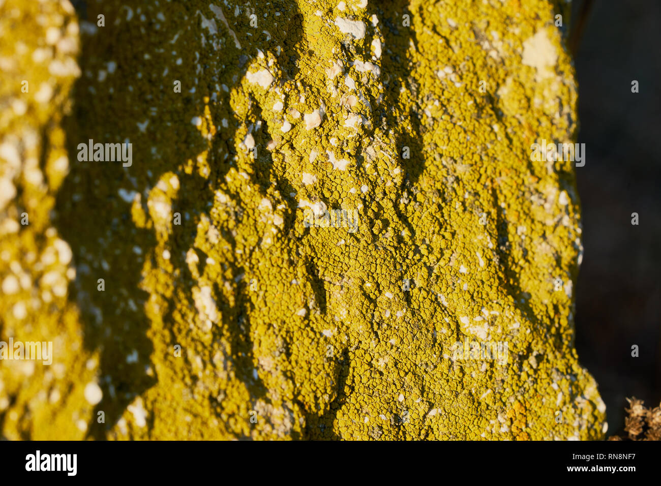 Moss on the rock Stock Photo - Alamy