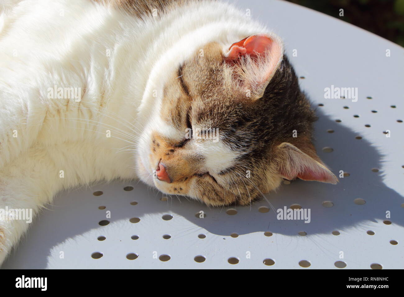 Close-up of a tabby cat sleeping on a table in a garden Stock Photo