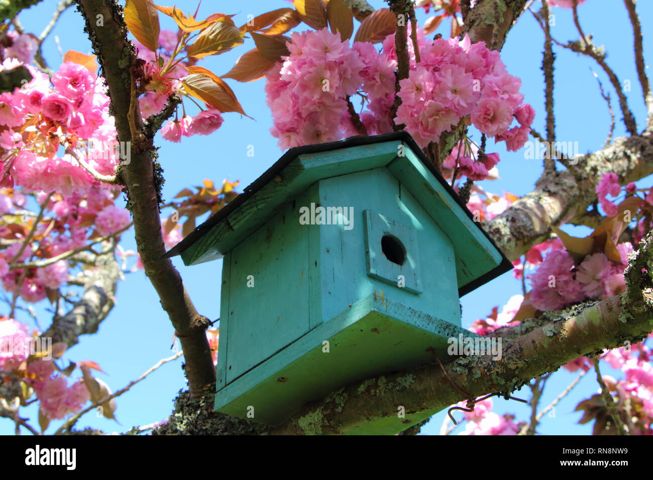 Green birdhouse in a japanese cherry tree with pink flowers Stock Photo