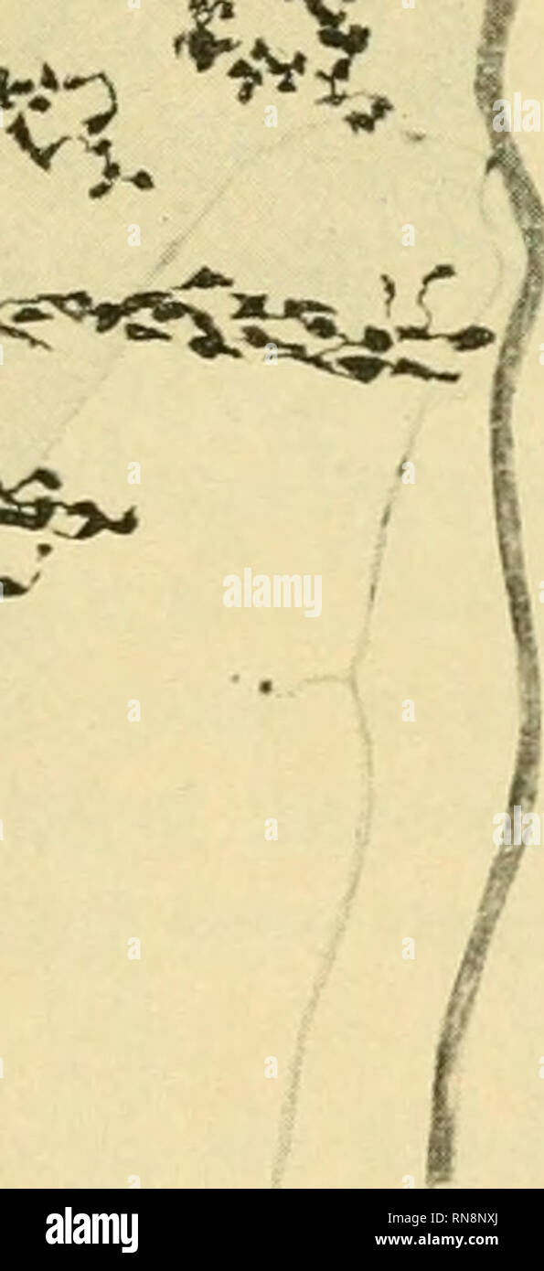 . Anatomischer Anzeiger. Anatomy, Comparative; Anatomy, Comparative.  '^ im. ^ **^ ^r Fig. 1. Espansione a ..coriinbo&quot; con viiricositil grosse e rade. Niimerose fibre pallide che ))ai-teudo dalla grossa fibra formano dei „coriml)i&quot; molto piu piccoli. Base di una papilla filiforme. Koristka, oc. 3, obb. 6. tiva fibra nervosa. Raggiunta la periferia, ognuno di questi filuzzi ci- lindrassiali si risolve in un numero rilevante di varicosita, piii o meno ravvicinate, di grossezza e di forma variabile che, estendendosi in si&gt;perficie, danno aU'espansione I'aspetto di una vastissiraa  Stock Photo