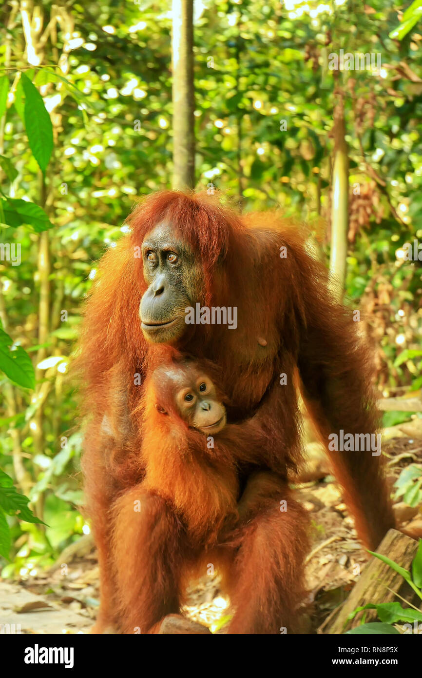 Female Sumatran orangutan with a baby standing on the ground, Gunung Leuser National Park, Sumatra, Indonesia. Sumatran orangutan is endemic to the no Stock Photo