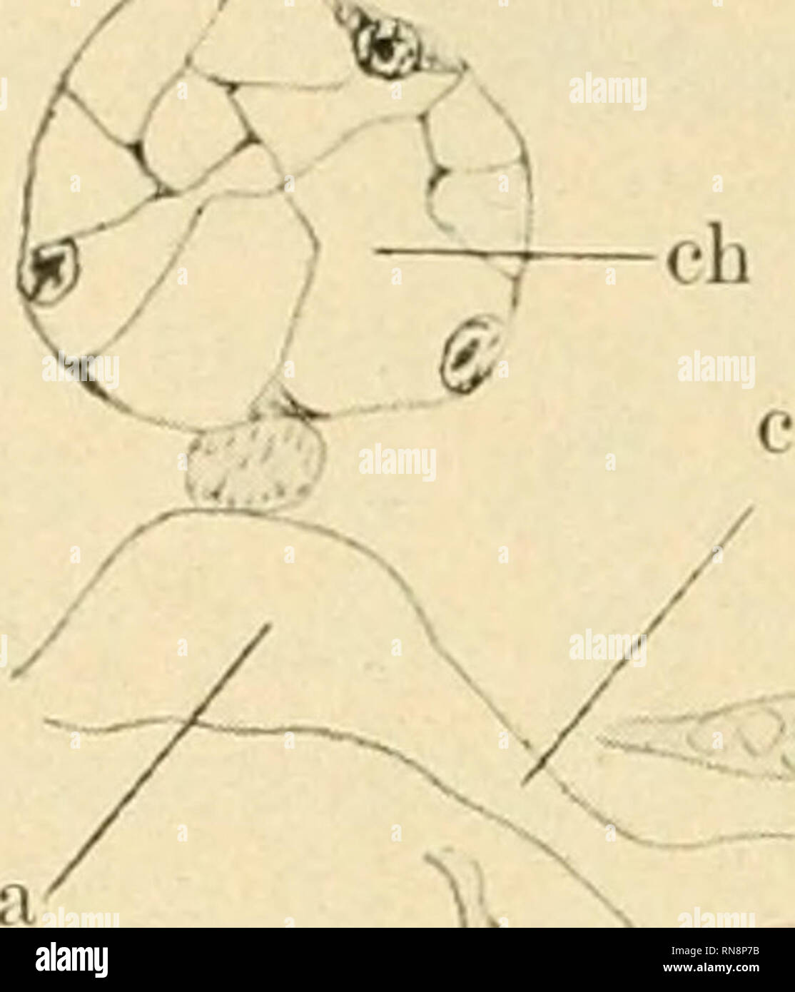 . Anatomischer Anzeiger. Anatomy, Comparative; Anatomy, Comparative. w Fig. 3. Fig. 4. Auf Figur 4 (Schnitt durch einen Rana-Embryo, 2 Tage vor dem Ausschlüpfen) sieht man statt der schmalen Spalte einen geräumigen Sack, den zweifellosen Glomus; seine Wände sind dermaßen ausge- dehnt, daß die Peritonaeumzellen weit auseinandergetreten sind und zerstreut auf der Hülle des Glomus sitzen ^). Die andere Hälfte des Gefäßes, die im vorausgehenden Stadium als Wurzel der Aorta be- zeichnet wurde, vereinigte sich mit seinem Paar von der anderen Seite zu einem Gefäße — die Wurzeln der Aorta bildeten die Stock Photo