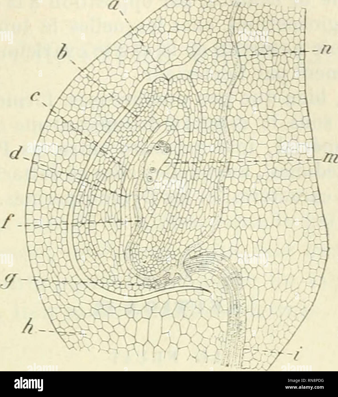 . Anatomie et physiologie végétales à l'usage des étudiants en sciences naturelles des universités, des élèves à l'Institut agronomique, des écoles d'agriculture, etc. Plant anatomy; Plant physiology. CHALAZODIE 91o Ceci dit, le tube poUinique arrivant dans l'ovaire, au lieu de pénétrer dans l'ovule par son sommet, comme c'est le cas chez les autres Phané- rogames, traverse le tissu d'union de Tovule au style (/*), puis la paroi ovarienne, le funicule et la chalaze ; et c'est par ce chemin détourné qu'il pénètre dans le nucelle (/) et s'avance vers la cellule mère, alors pourvue.. Fitt. 1 au [ Stock Photo