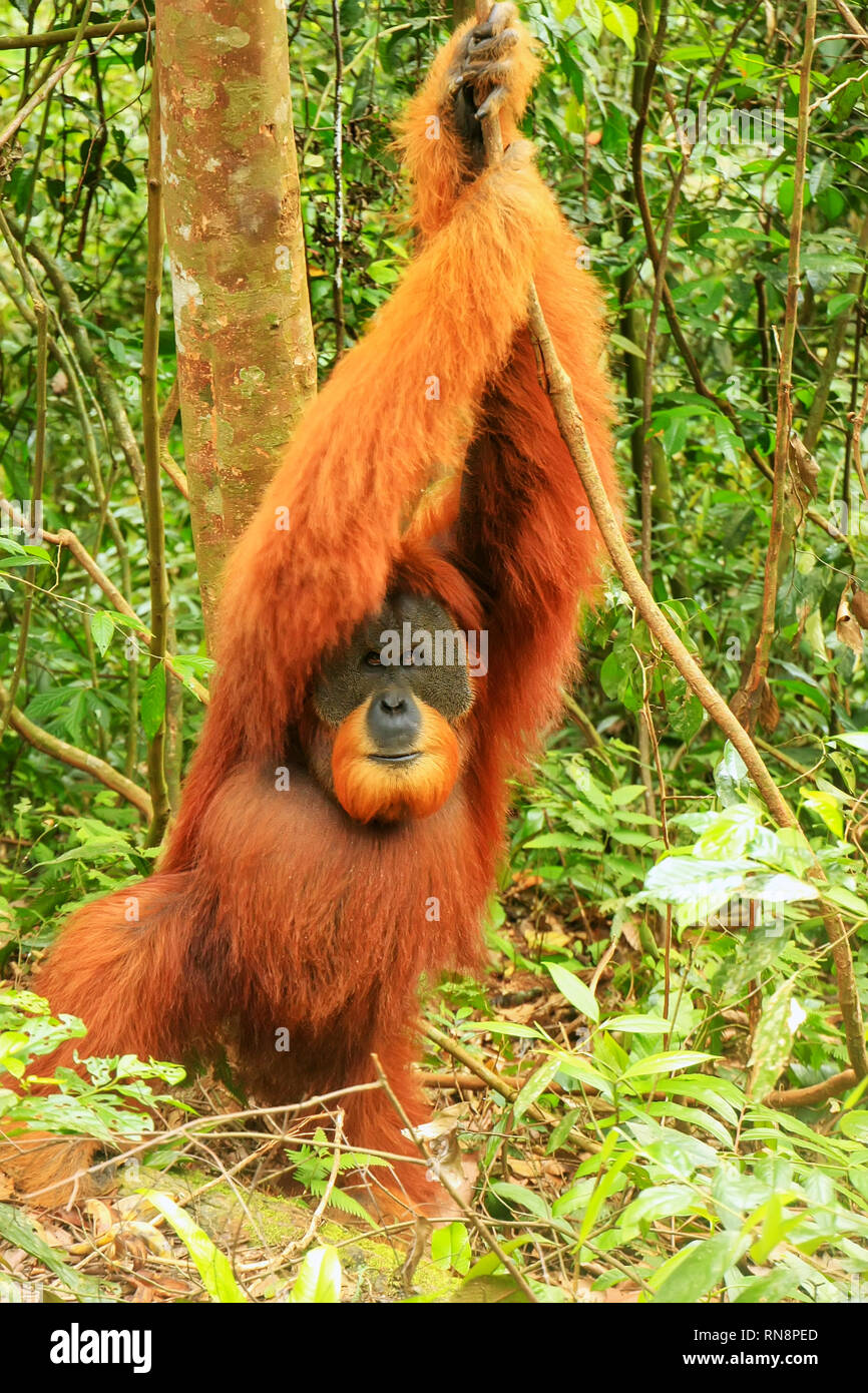 Male Sumatran orangutan (Pongo abelii) standing on the ground in Gunung Leuser National Park, Sumatra, Indonesia. Sumatran orangutan is endemic to the Stock Photo