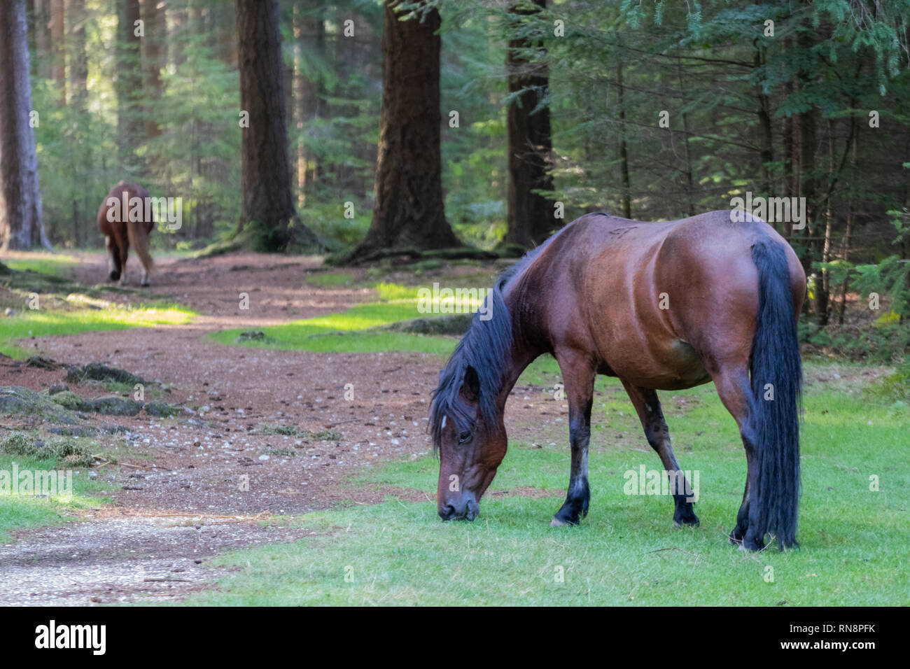 Brown New forest ponies Grazing on green grass in the forest Stock Photo