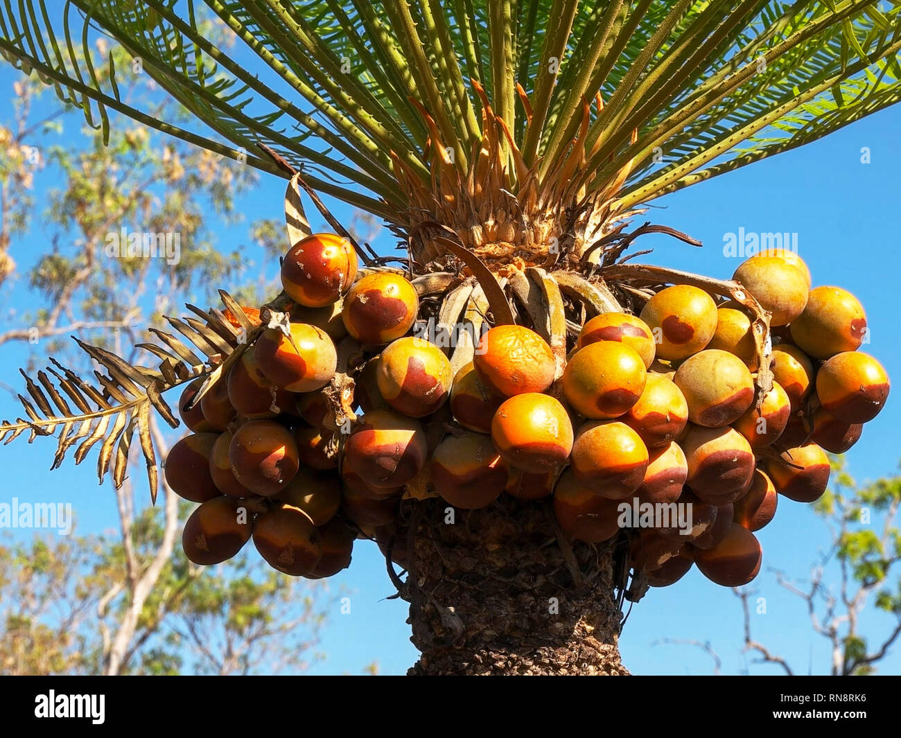 a fruiting cycad in litchfield national park, nt Stock Photo