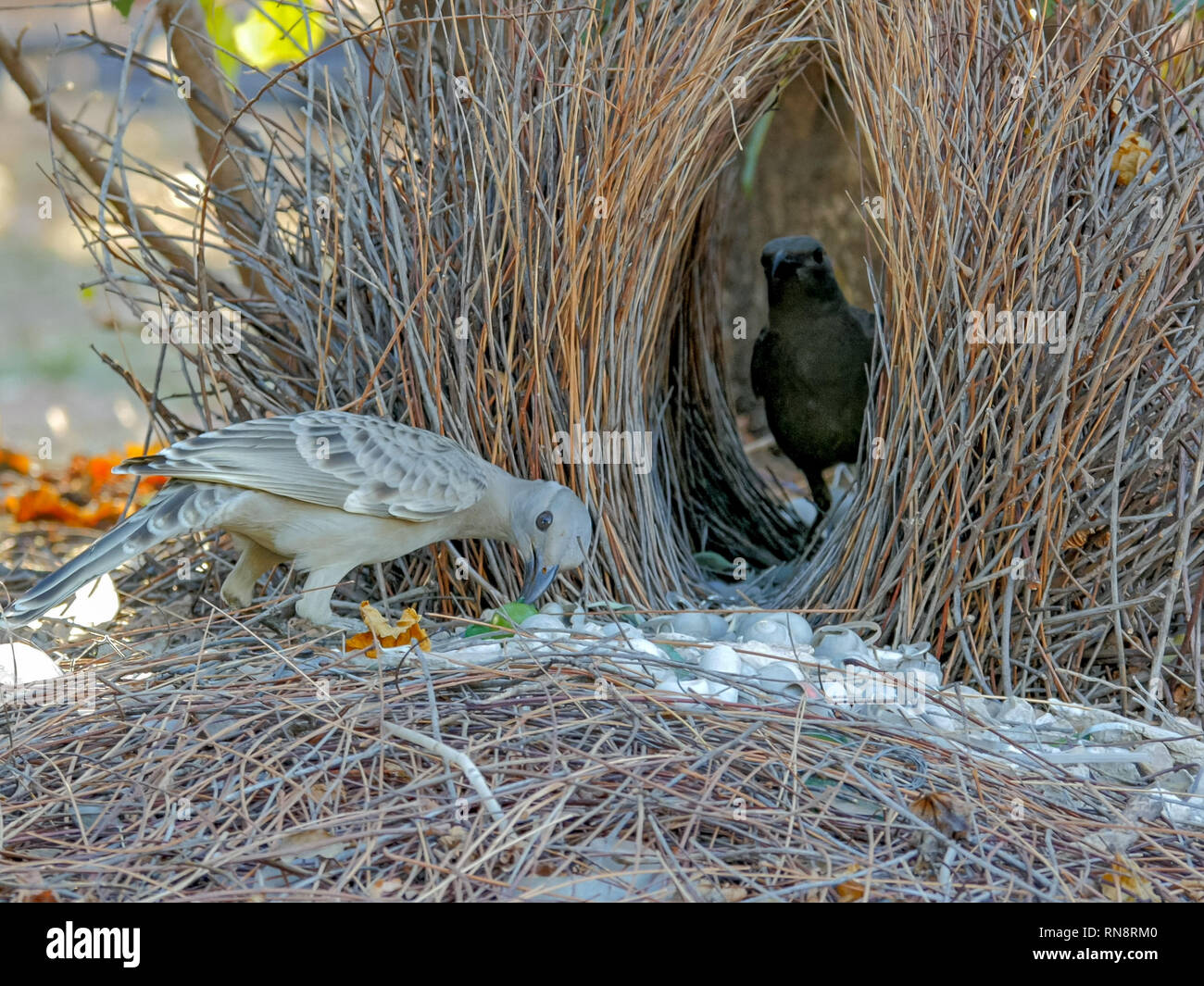 two young bowerbirds practice at a bower constructed of twigs Stock Photo