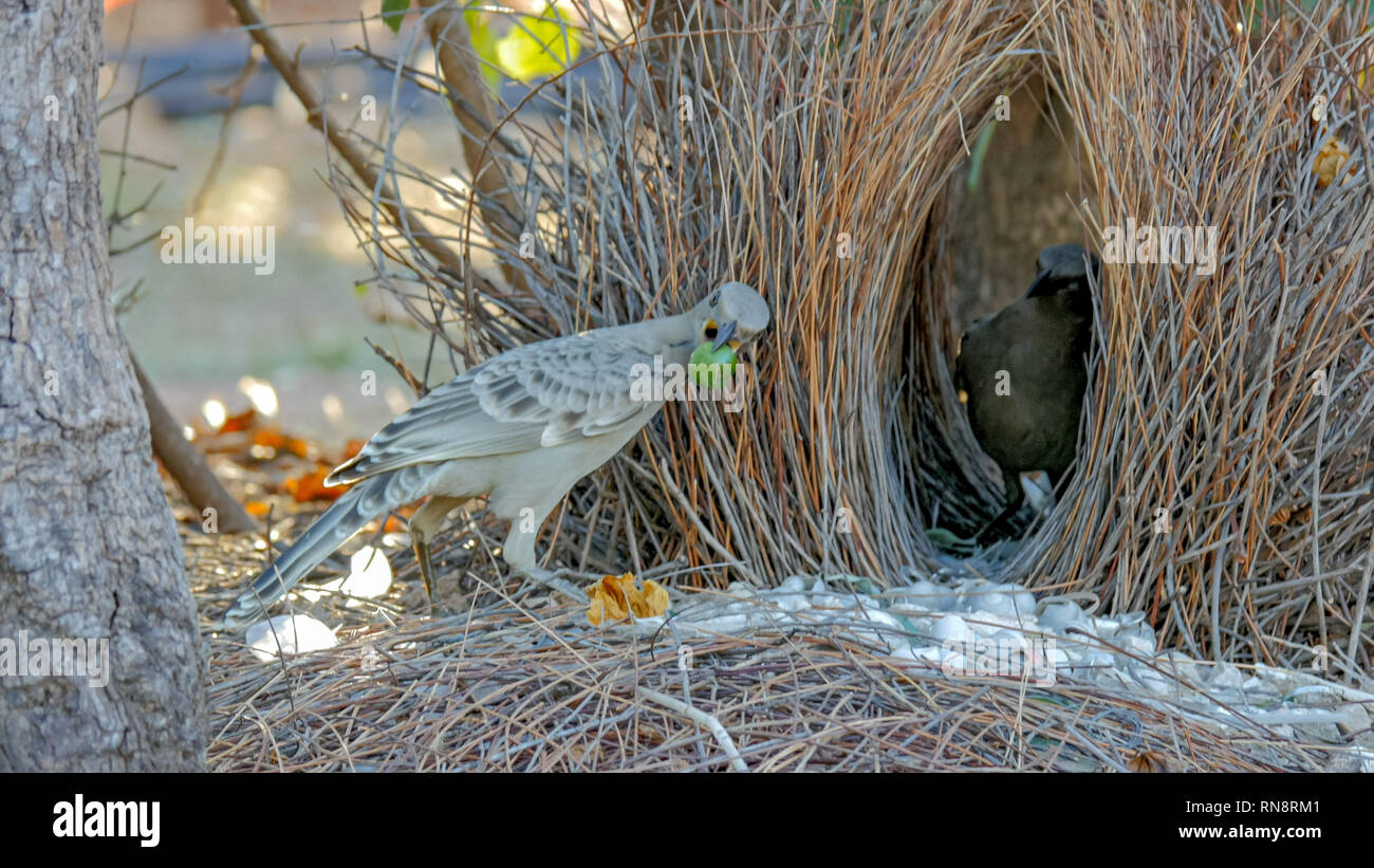 a great bowerbird displays objects to another bird at its bower of sticks Stock Photo
