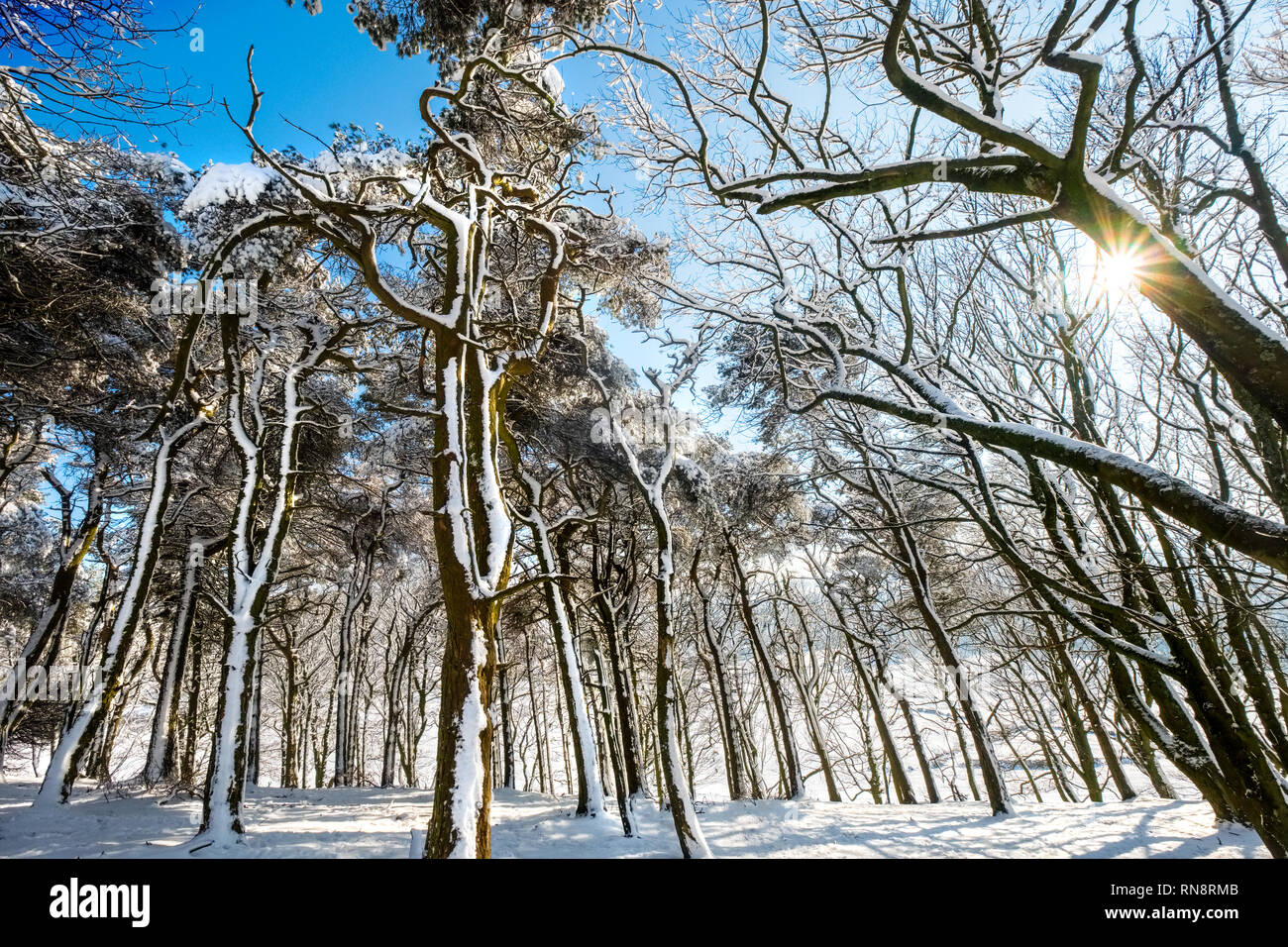 Woodland scene in winter with sunlight and snow in the trees. Peak District National Park, Derbyshire,UK Stock Photo