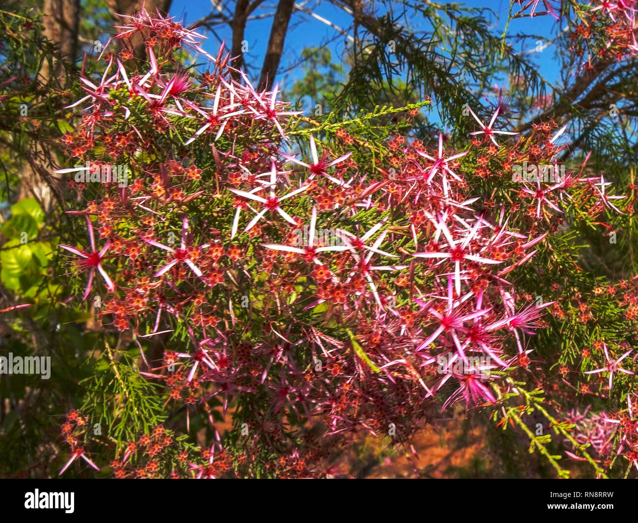 the pretty pink flowers on a turkey bush growing near kakadu national park Stock Photo