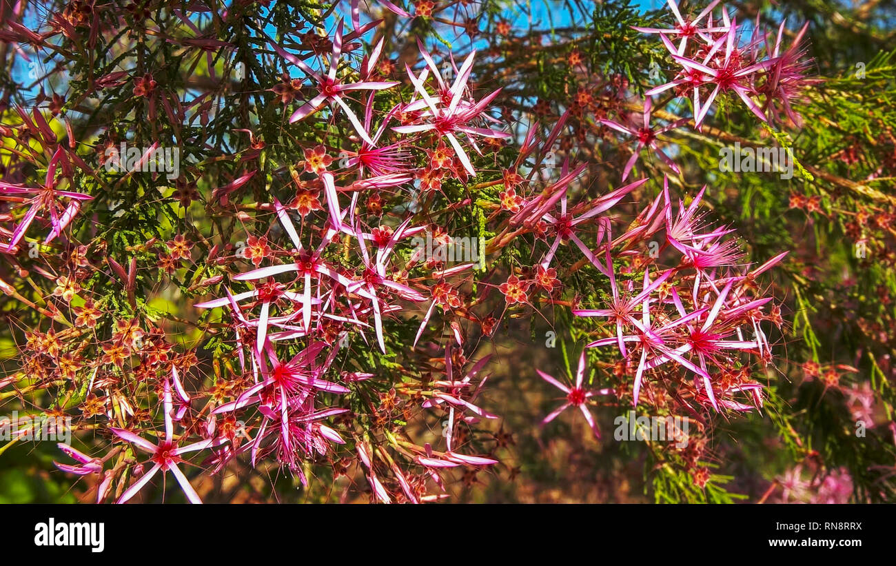 close up of the pretty pink flowers on a turkey bush, Calytrix exstipulata Stock Photo