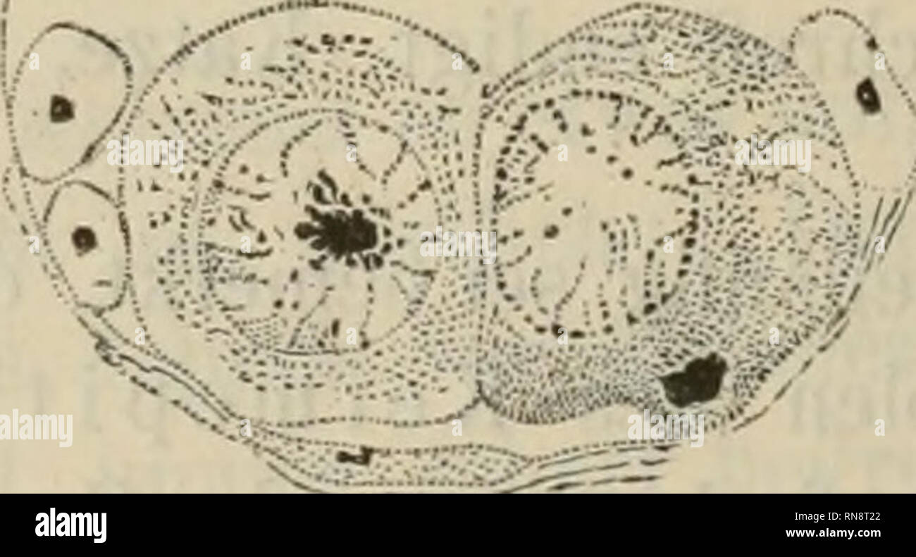 Download Trugbilder For iPhone Free Trugbilder