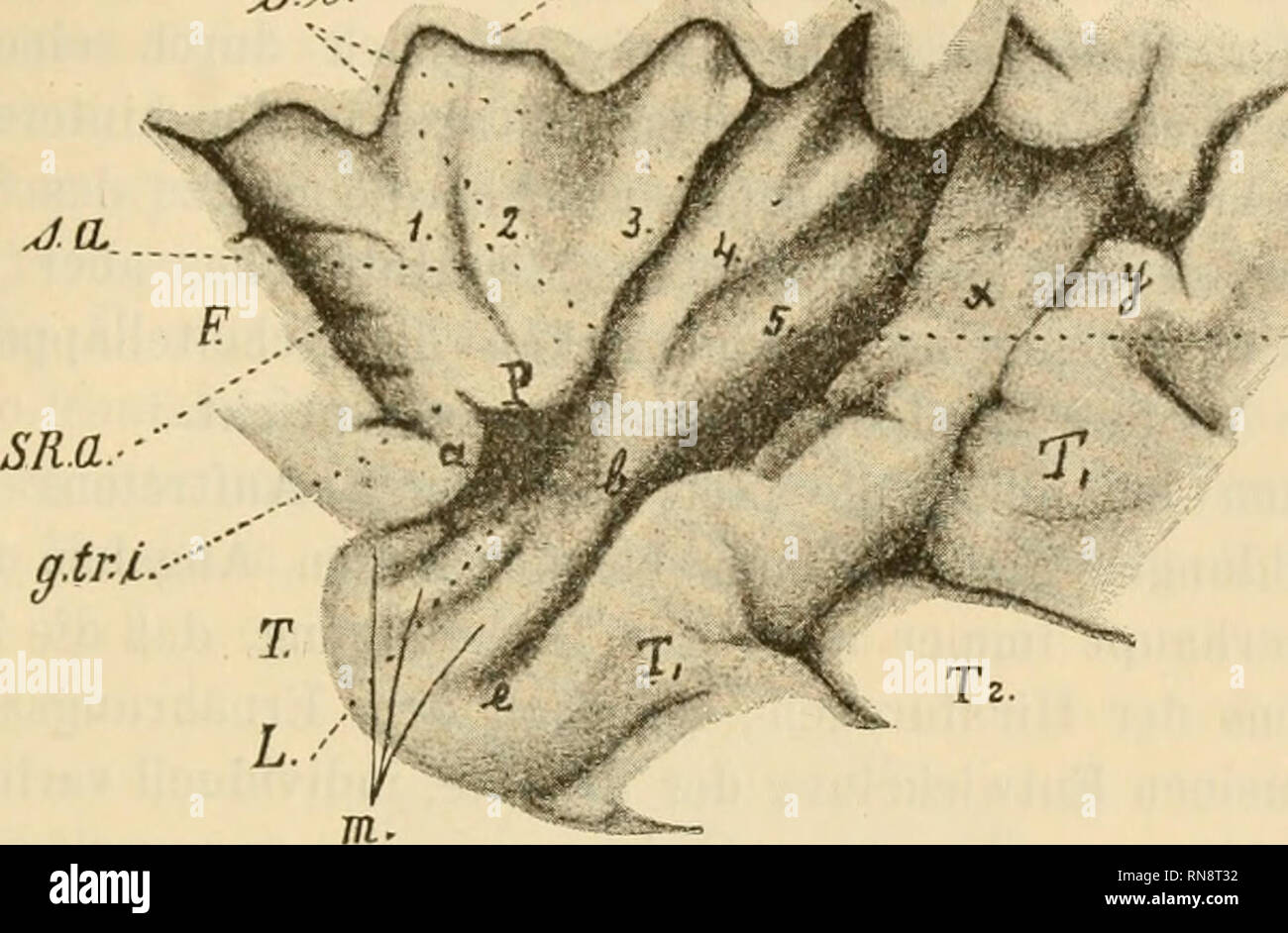 Medius und posterior hires stock photography and images Alamy