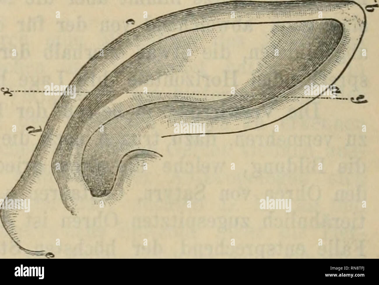 Anatomischer Anzeiger. Anatomy, Comparative; Anatomy, Comparative. ?f i  Fig. 1. Rechtes Ohr von Macacus rhesus, xt/ Anthelix-Linie. c Ohrspitze, ae  Ohr- basis. Fig. 2. Satyrohr nach Laitgek, 1. c. Fig. 9,