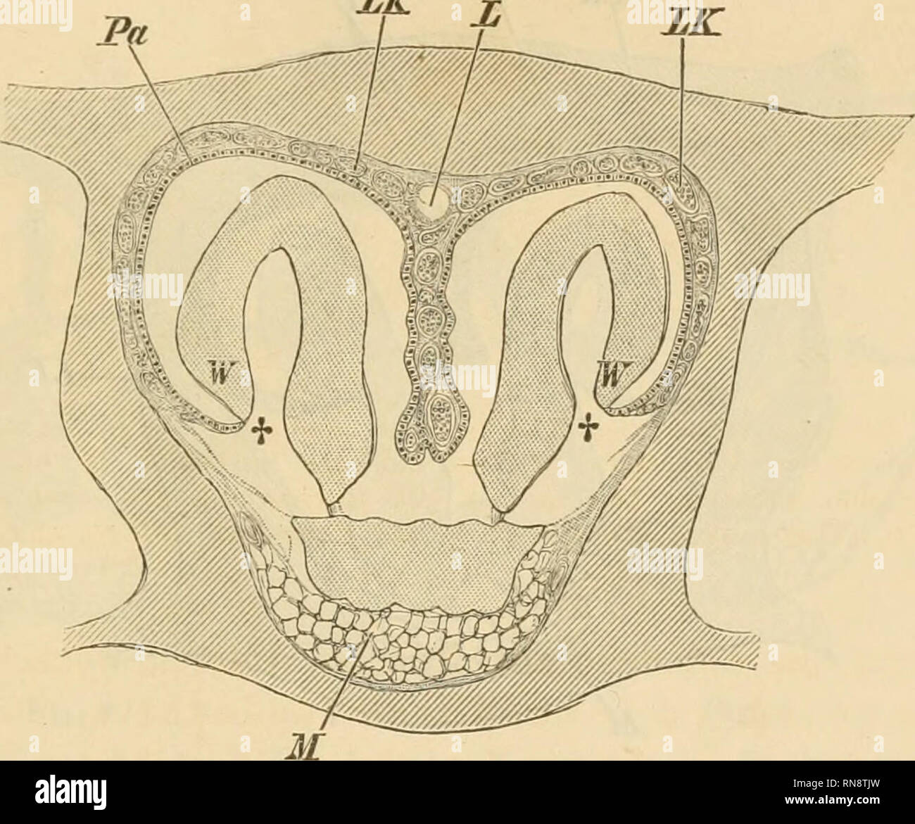. Anatomischer Anzeiger. Anatomy, Comparative; Anatomy, Comparative
