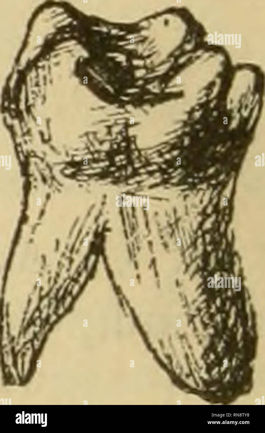 . Anatomischer Anzeiger. Anatomy, Comparative; Anatomy, Comparative