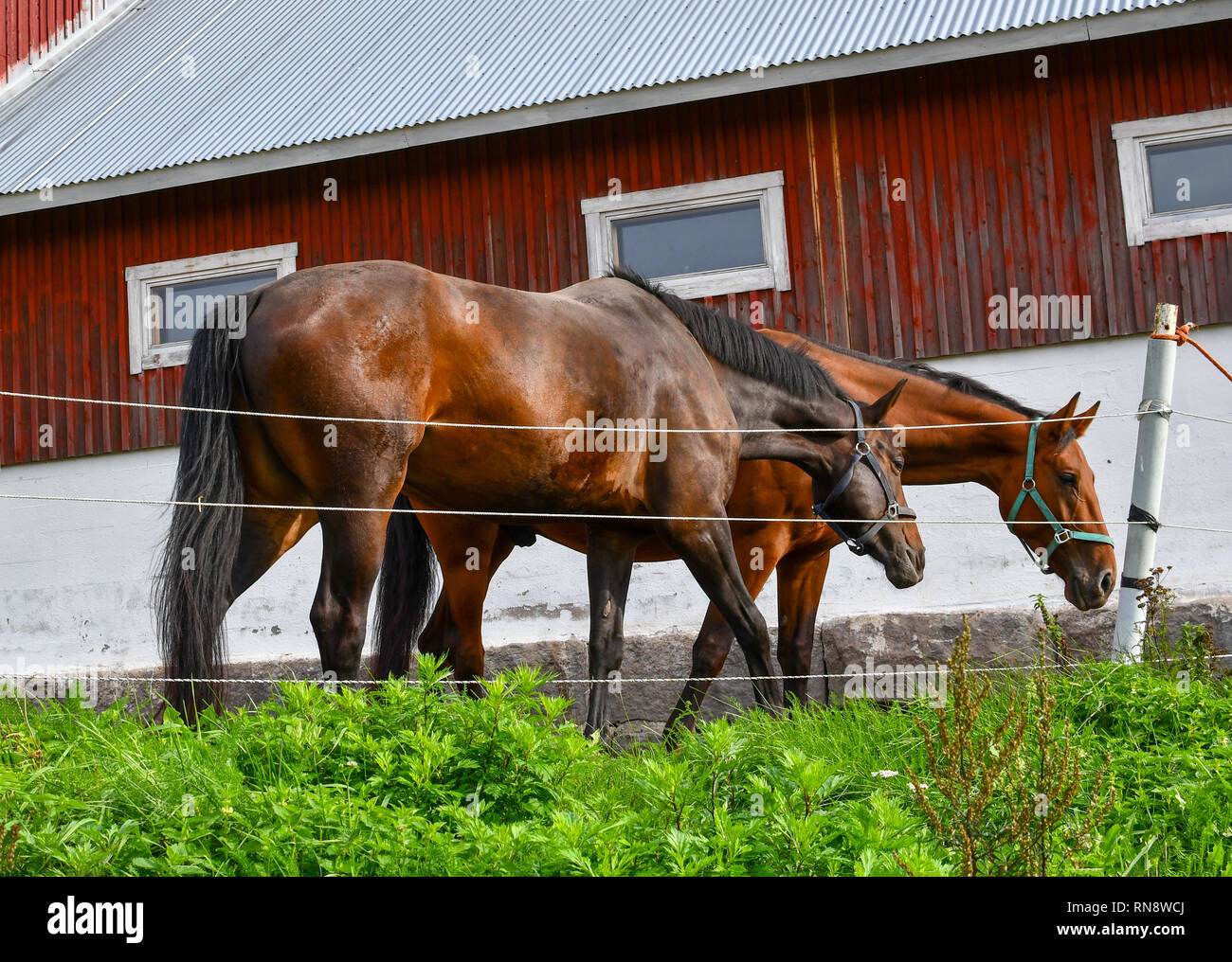 Two thoroughbred horses eat together in front of a red rustic barn in Sorpoo Finland. Stock Photo
