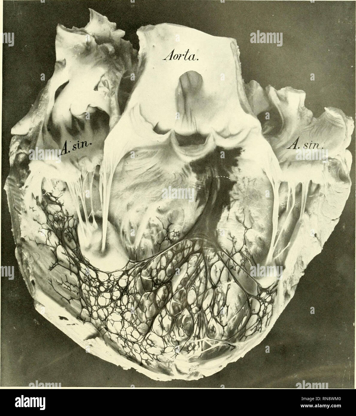Anatomische Hefte Tafel 12 13 Fig 4 Verlag Von J F Bergmann