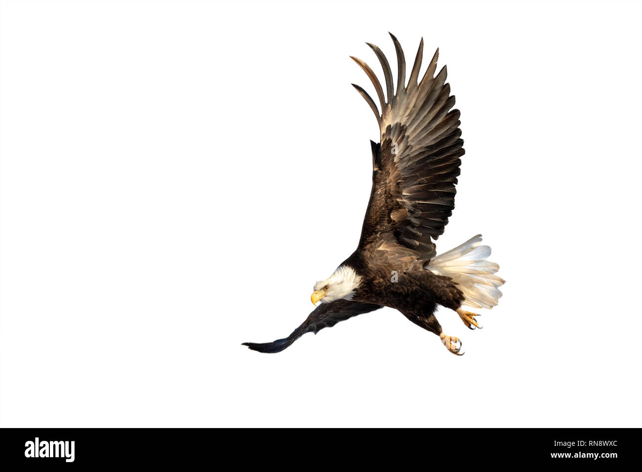 Bald eagle (Haliaeetus leucocephalus) flying, isolated on white background, clipping path attached. Stock Photo