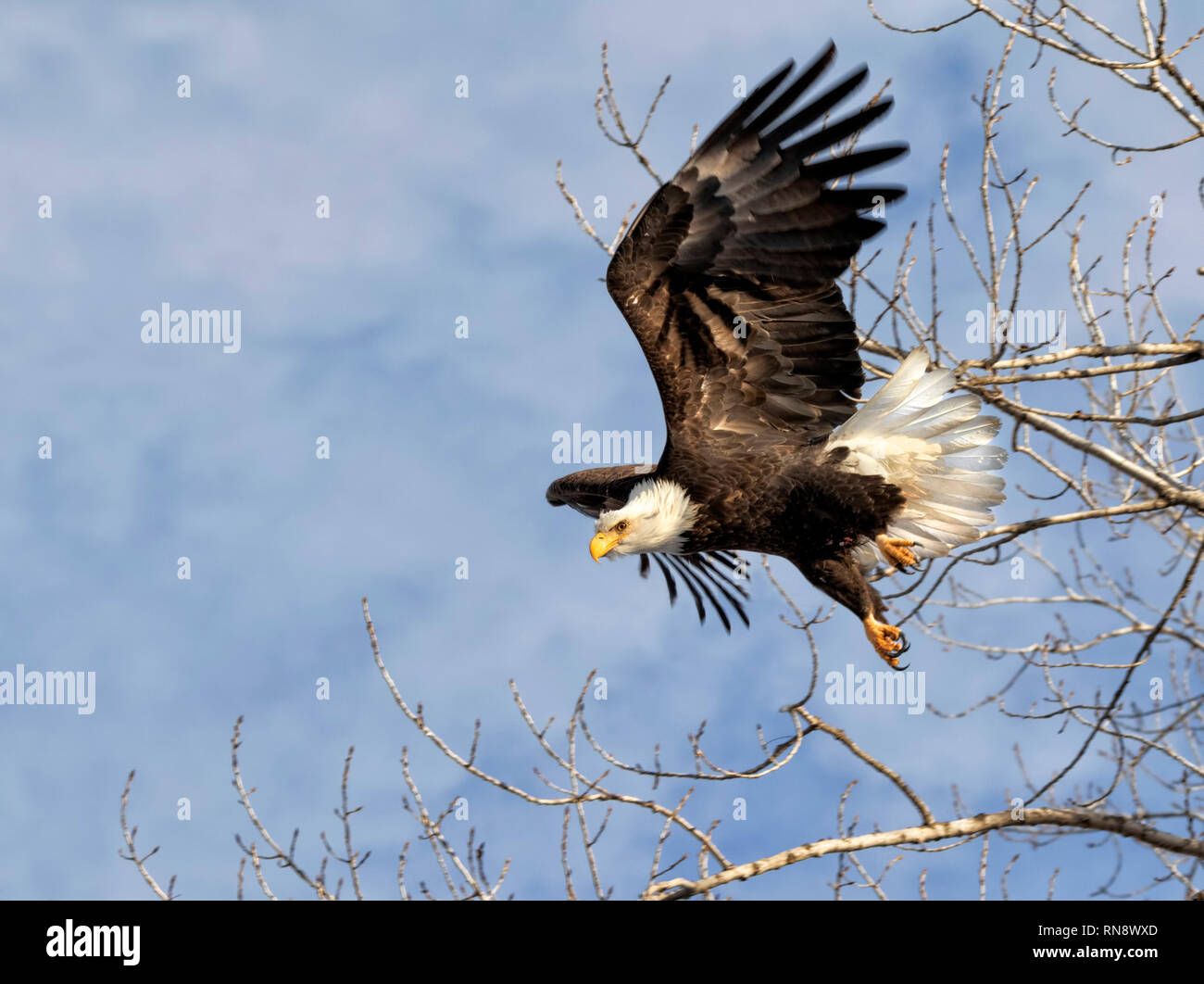 Bald eagle (Haliaeetus leucocephalus) adult taking off from a tree, Iowa, USA. Stock Photo