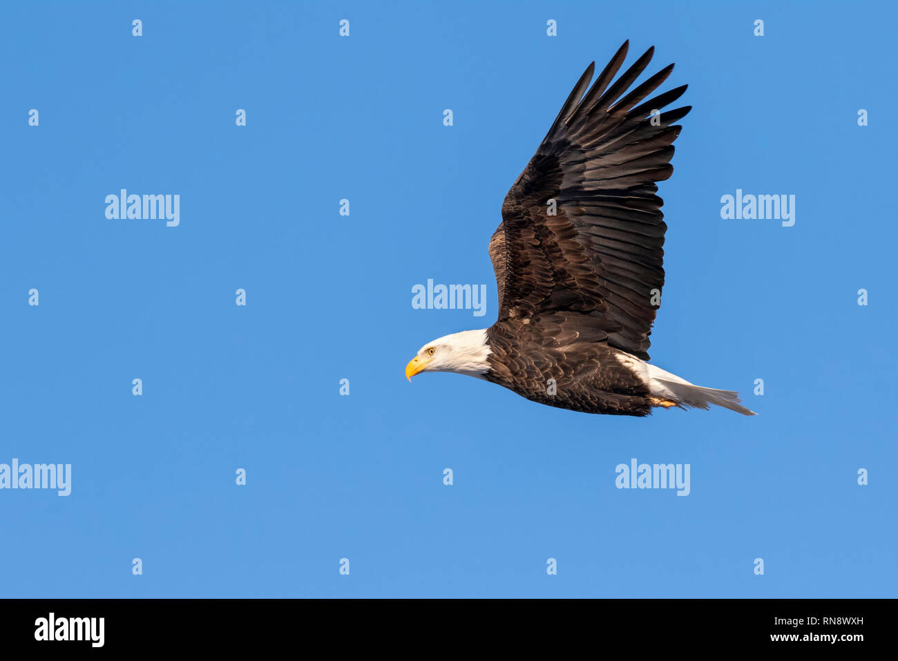 Bald eagle (Haliaeetus leucocephalus) flying in blue sky, Iowa, USA Stock Photo