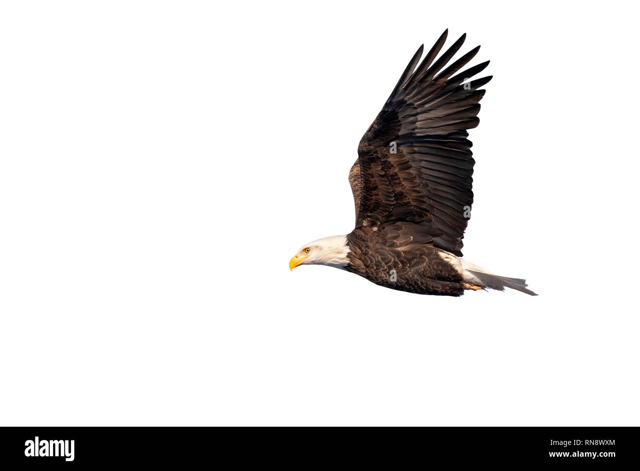 Bald eagle (Haliaeetus leucocephalus) flying, isolated on white background, clipping path attached Stock Photo