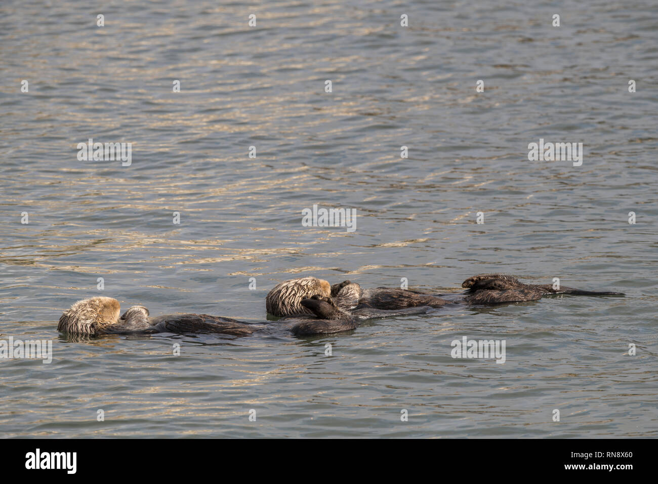 California sea otter Stock Photo