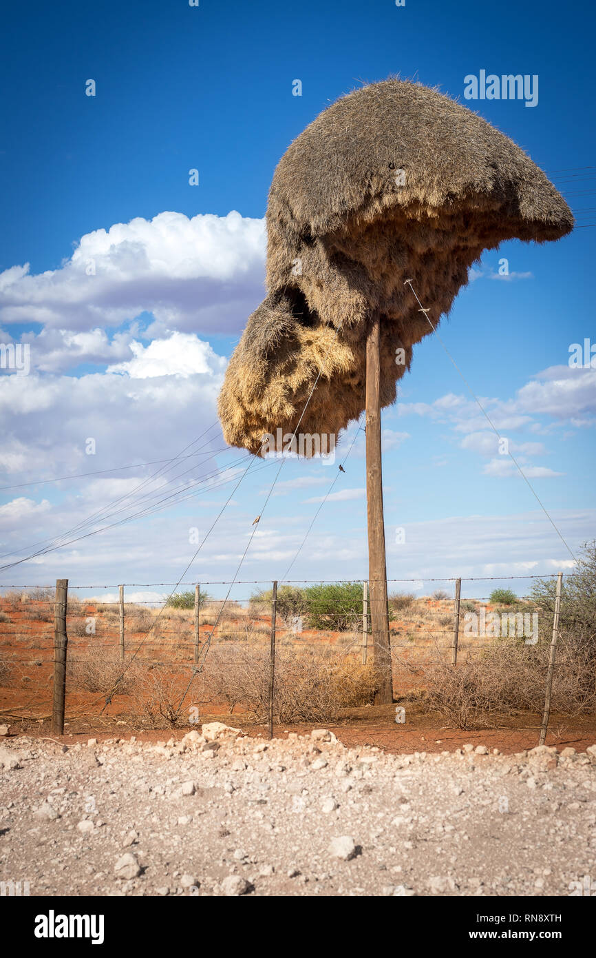 Sociable weaver on sale