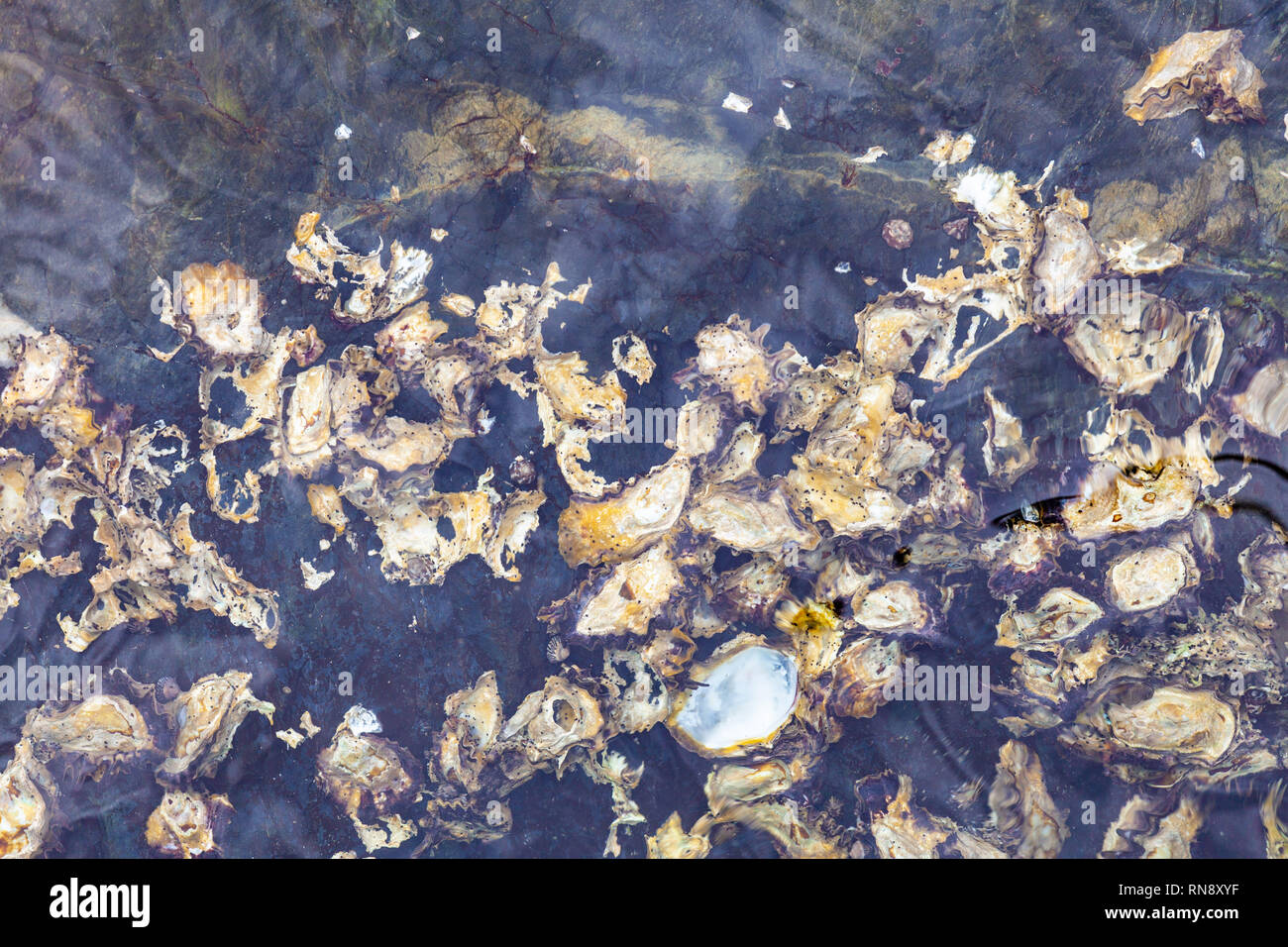Fish scales through water background texture pattern Stock Photo